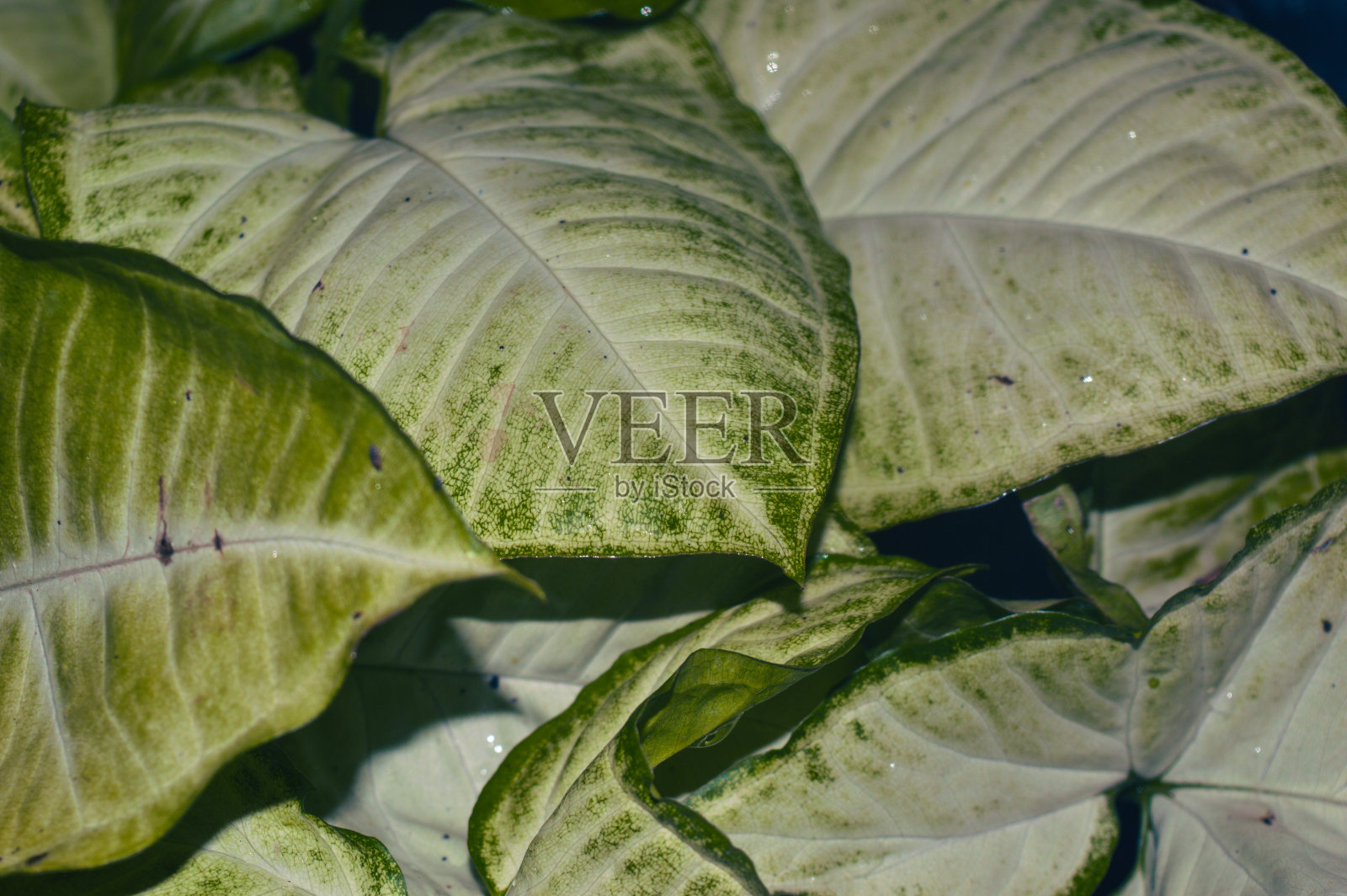 植物背景，原产于西非热带，草本植物，从根状茎生长。叶子是绿色的，淡绿色和深绿色的。照片摄影图片