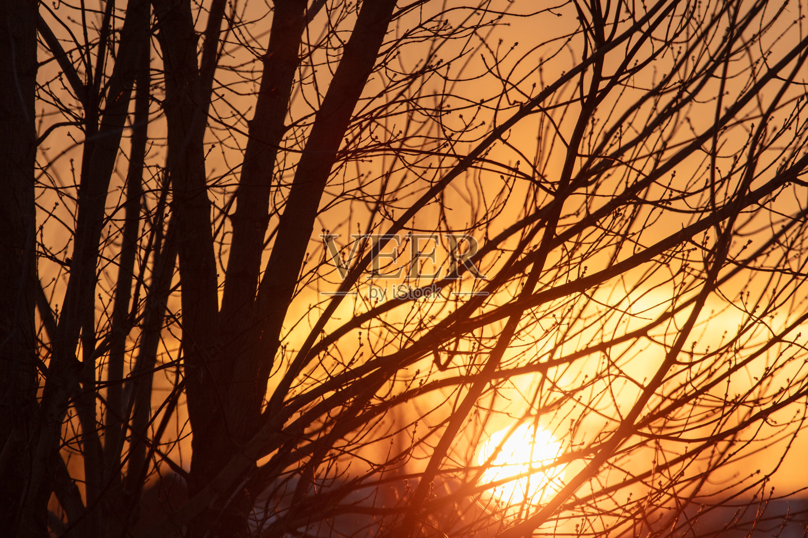 冬天日落时光秃秃的树枝照片摄影图片
