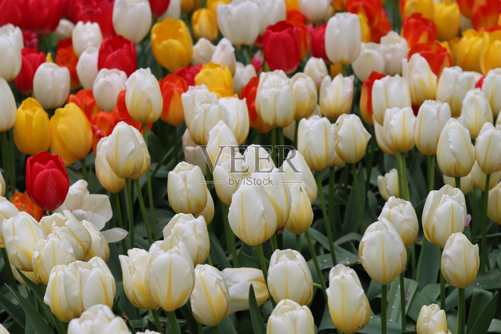 春天花园里的花坛里开满了郁金香照片摄影图片