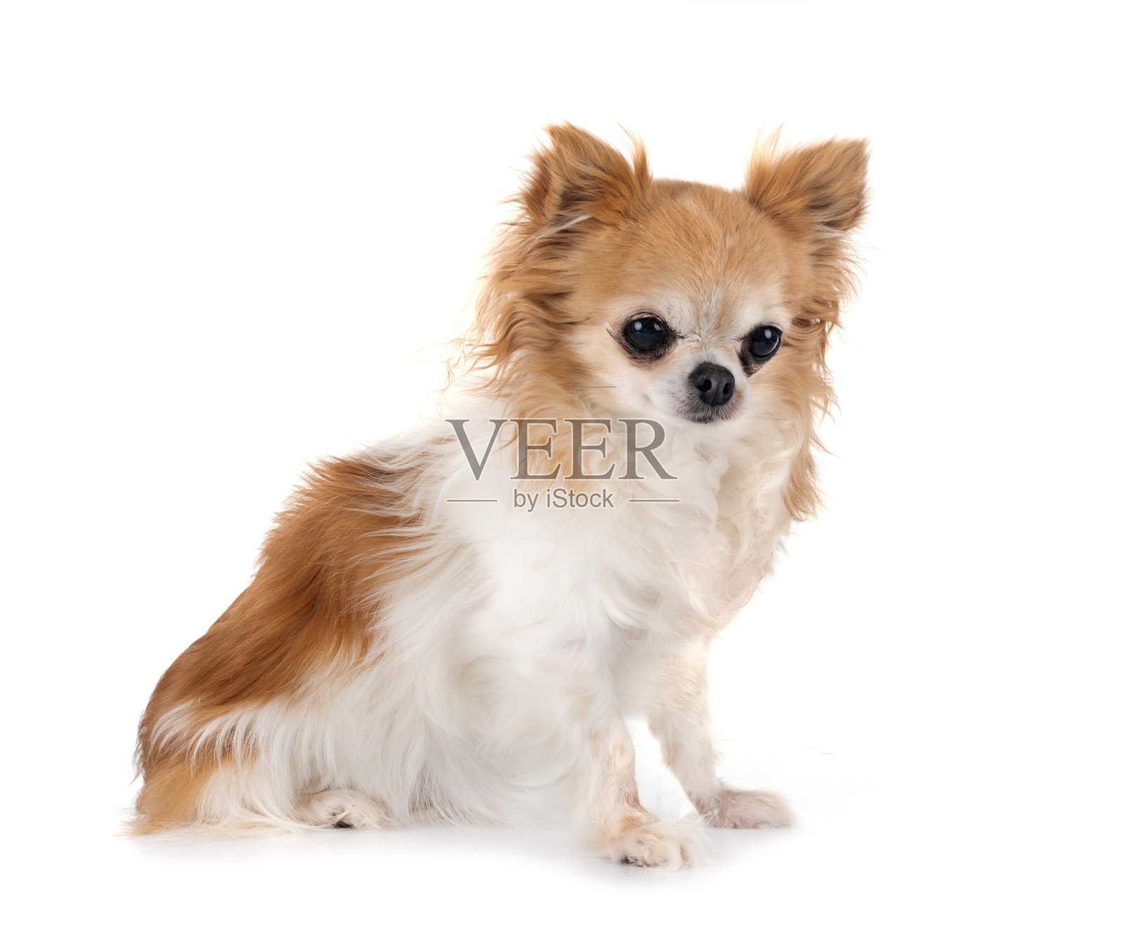 吉娃娃在工作室照片摄影图片