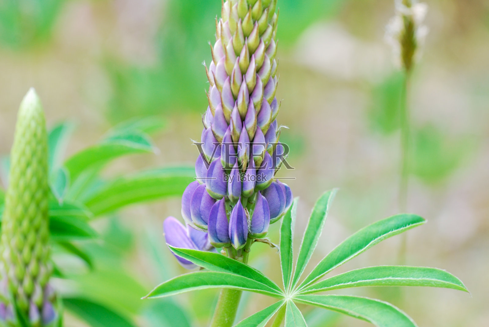 紫色Lupinus照片摄影图片