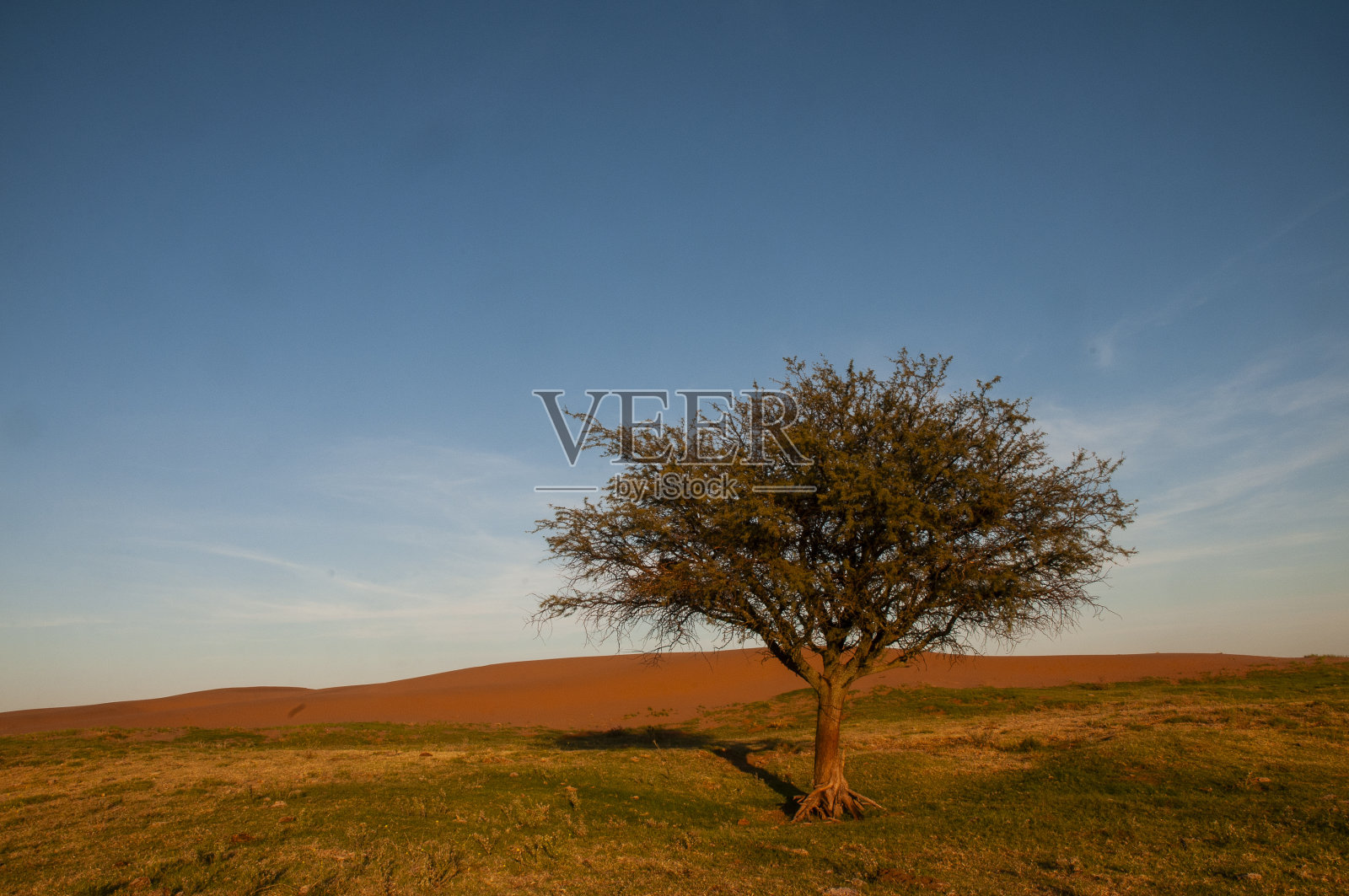 潘帕斯草原景观，潘帕斯省，巴塔哥尼亚，阿根廷。照片摄影图片
