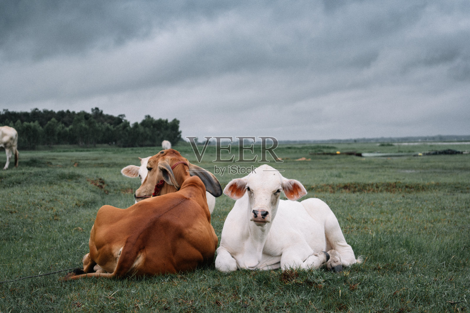 乡村的自然照片摄影图片