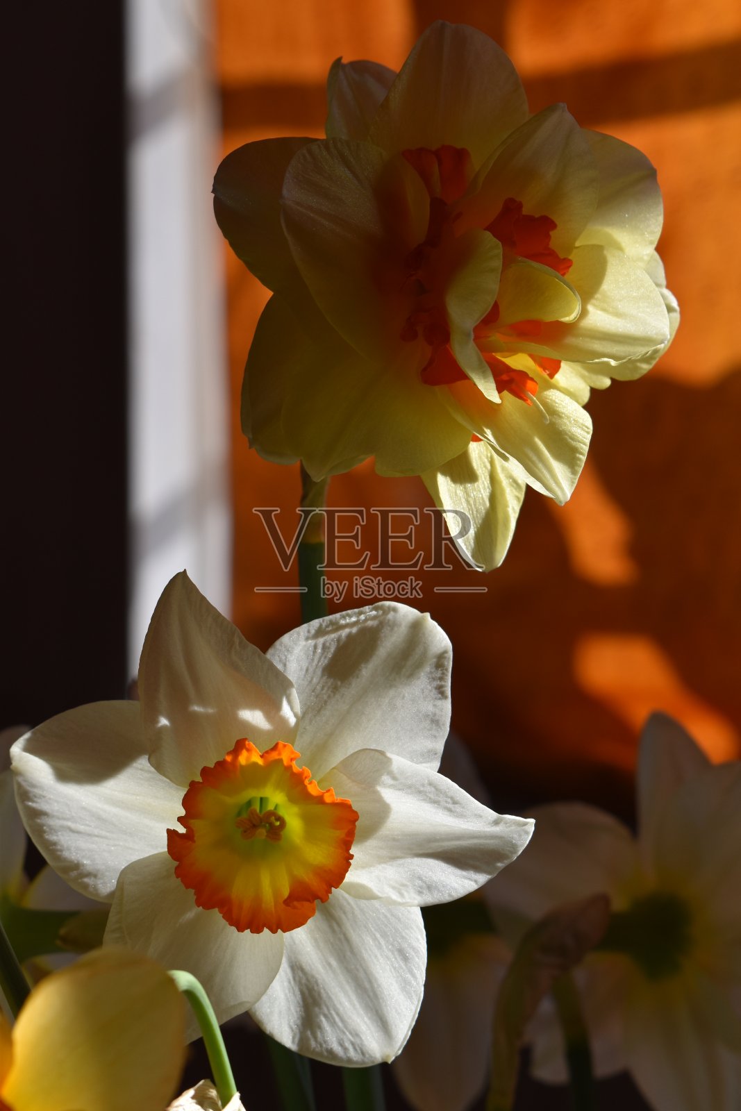 靠近两朵水仙花。照片摄影图片