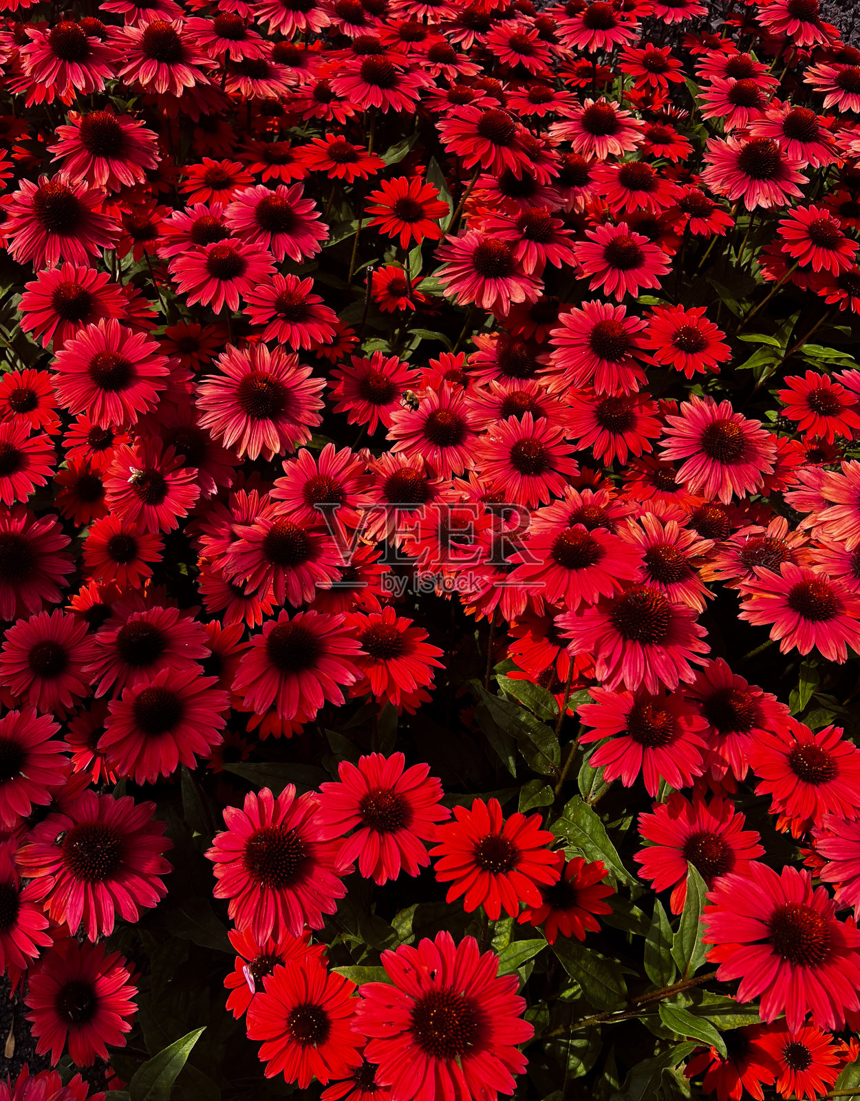 各种各样的照片摄影图片