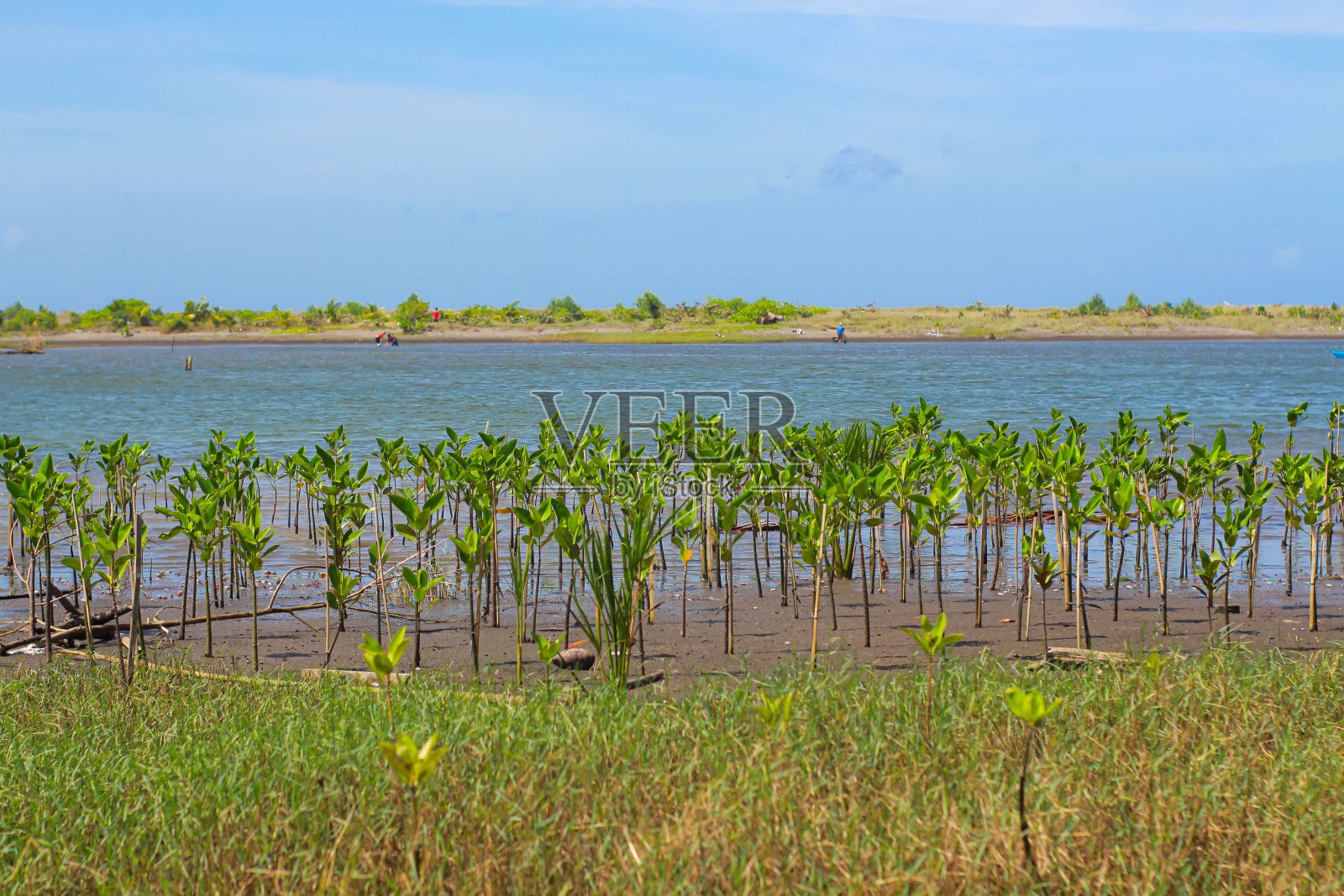 生长在热带海滩沿岸的小红树照片摄影图片