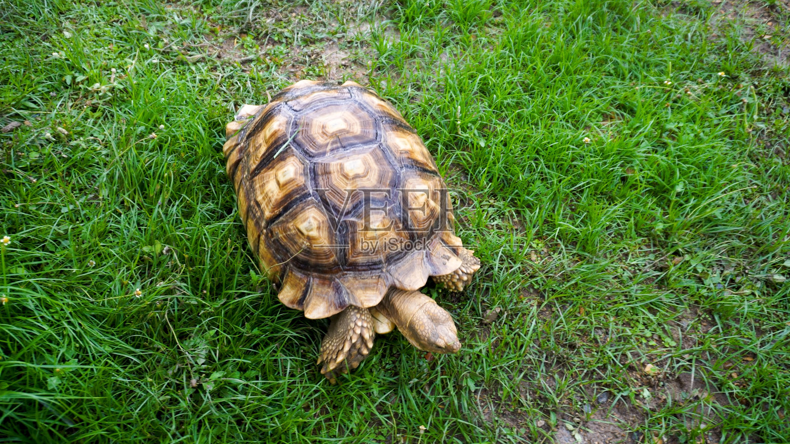 非洲刺龟。4K库存视频照片摄影图片