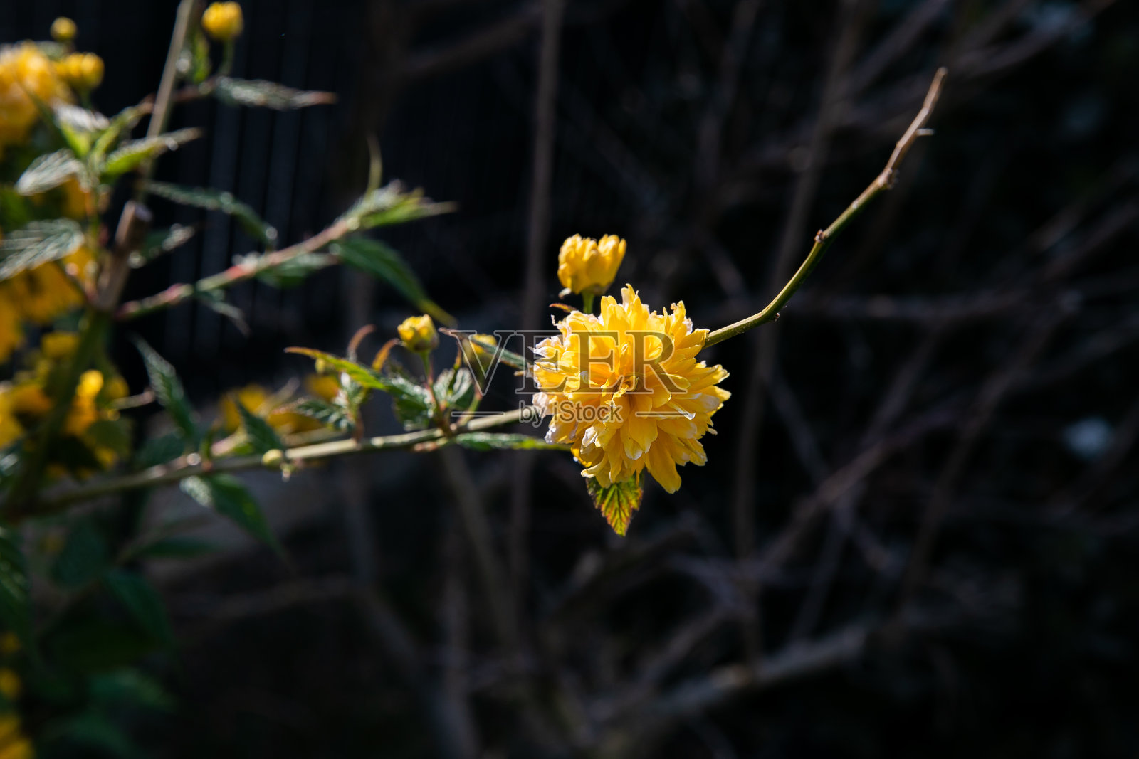 日本凯里亚，日本凯里亚。春天的灌木，清新，花很多(细节)照片摄影图片
