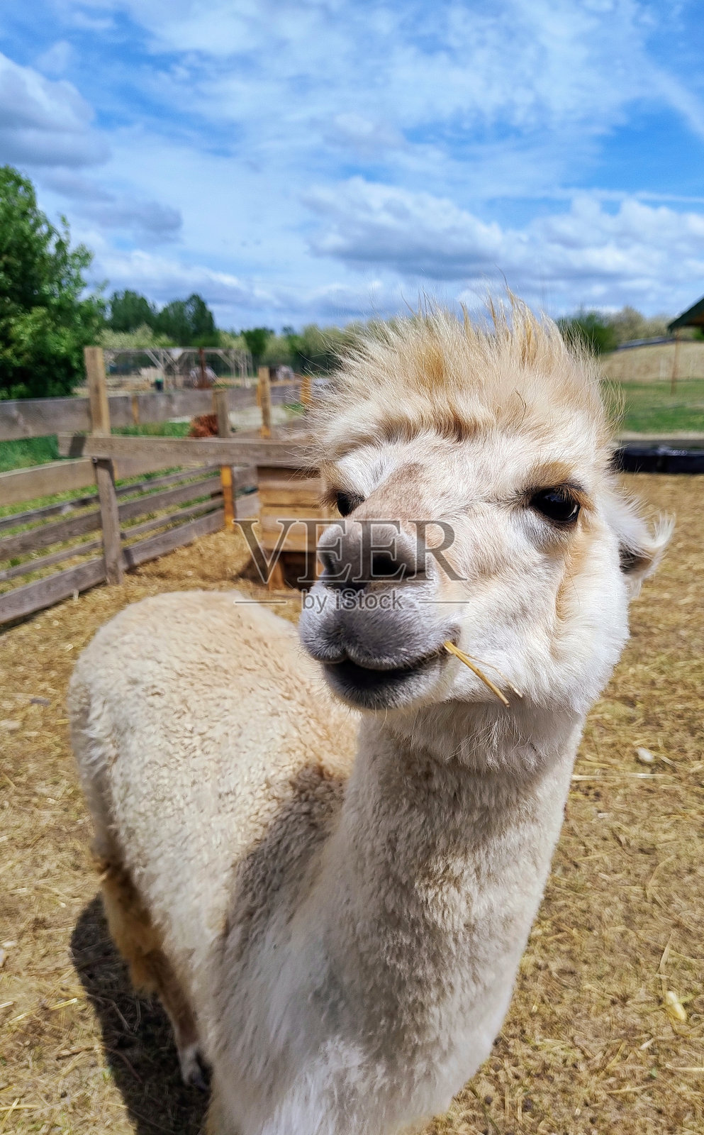 有趣又可爱的羊驼