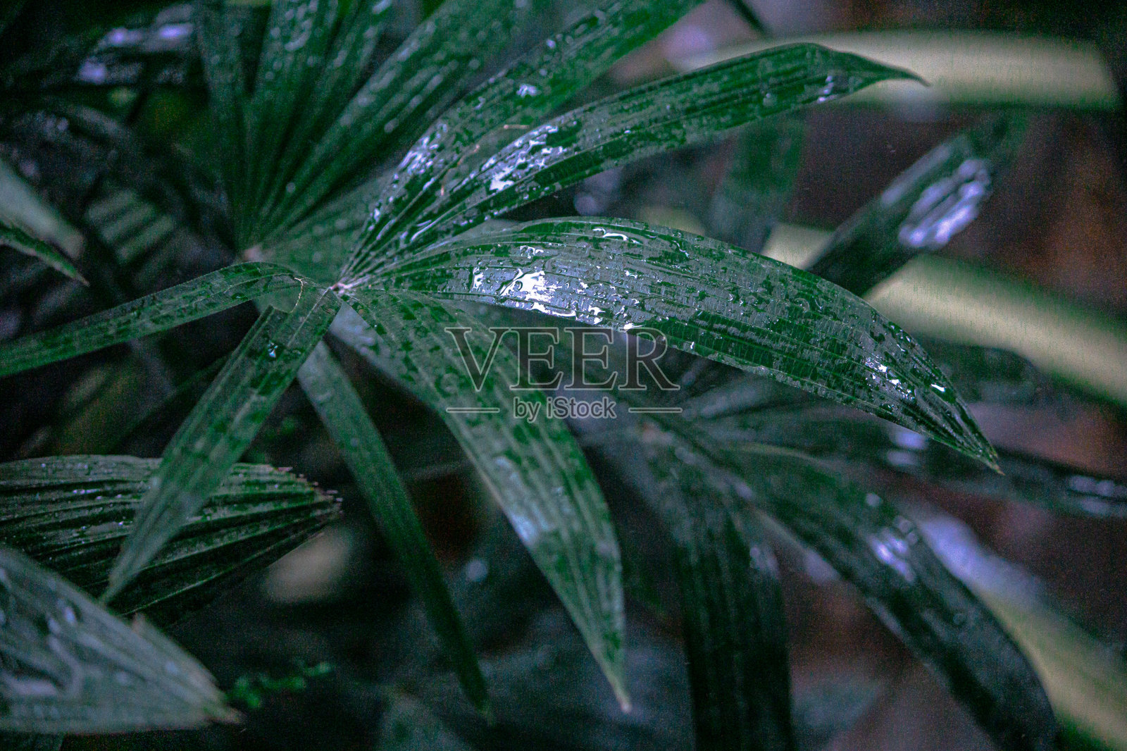 泰国的雨季照片摄影图片