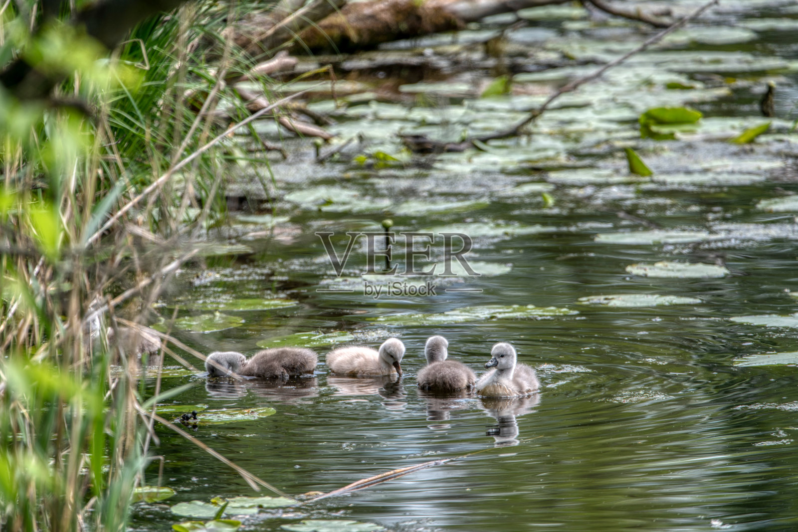 天鹅一家在池塘里游泳照片摄影图片