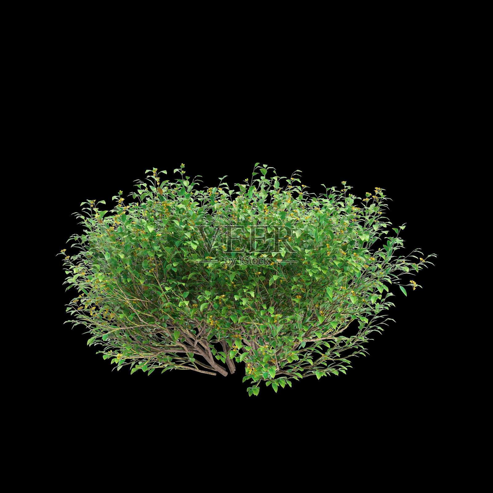 在黑色背景上分离出的古地尼亚灌木的三维插图照片摄影图片