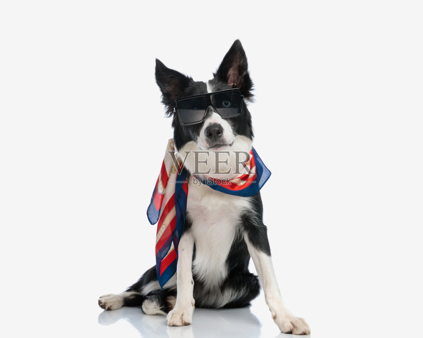 酷时尚的边境牧羊犬小狗戴着太阳镜和围巾坐着照片摄影图片