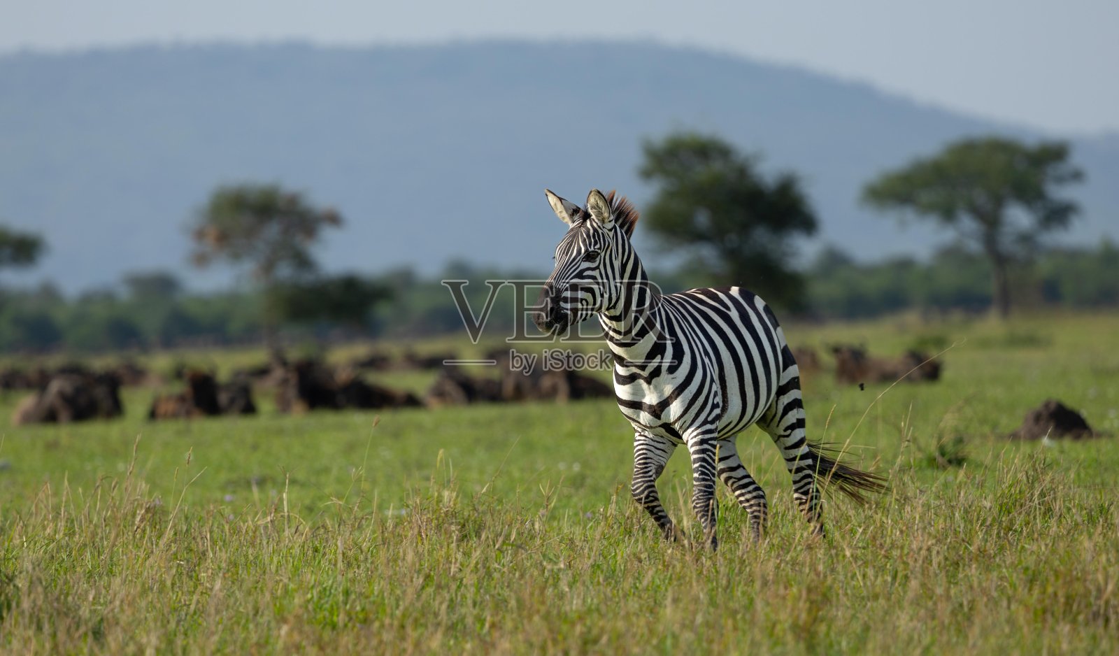平原斑马照片摄影图片