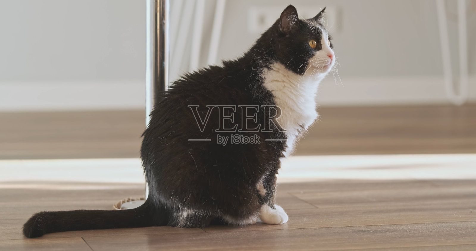 一只黑白相间的猫坐在公寓的地板上，侧视图。猫的长尾巴躺在地板上。照片摄影图片