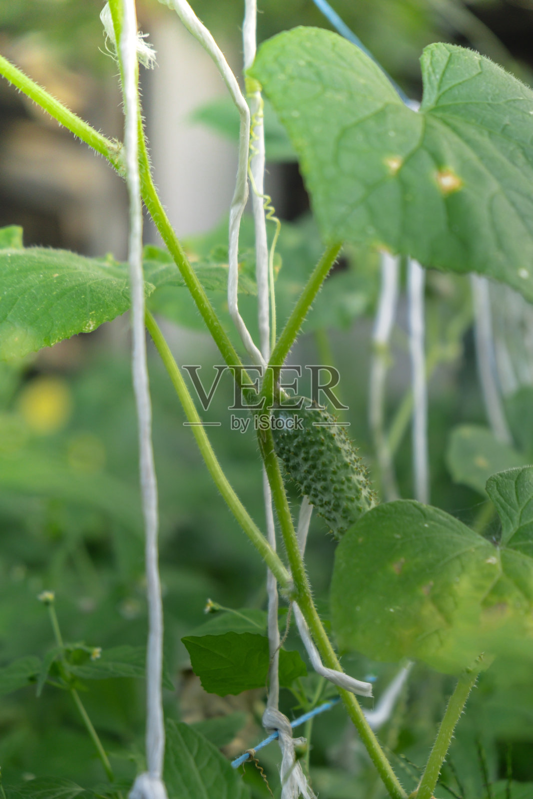 绿色成熟的黄瓜生长在花园里。自制有机蔬菜。时令本地种植的乡村食品照片摄影图片