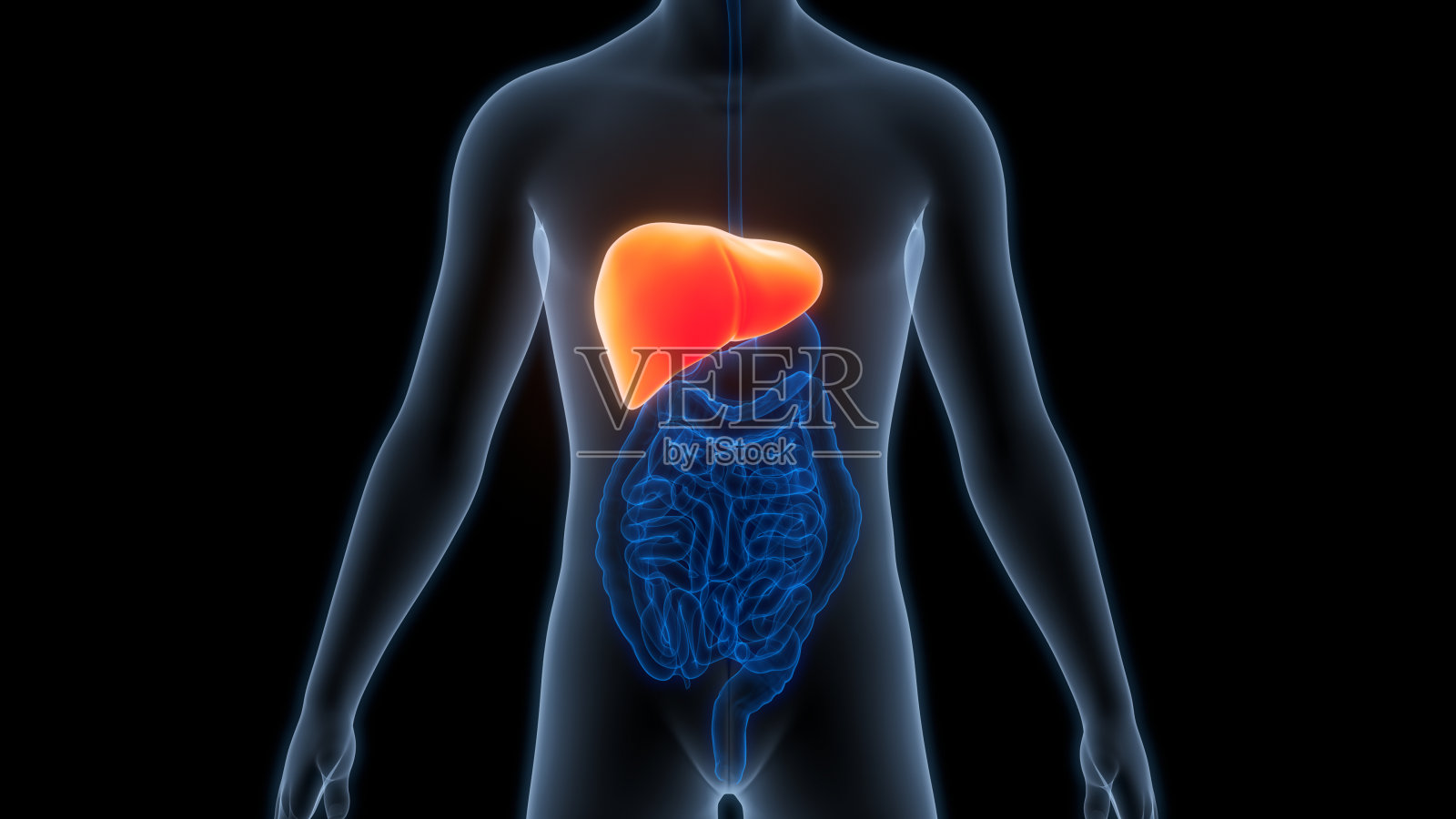 人体内部消化器官和肝脏解剖照片摄影图片
