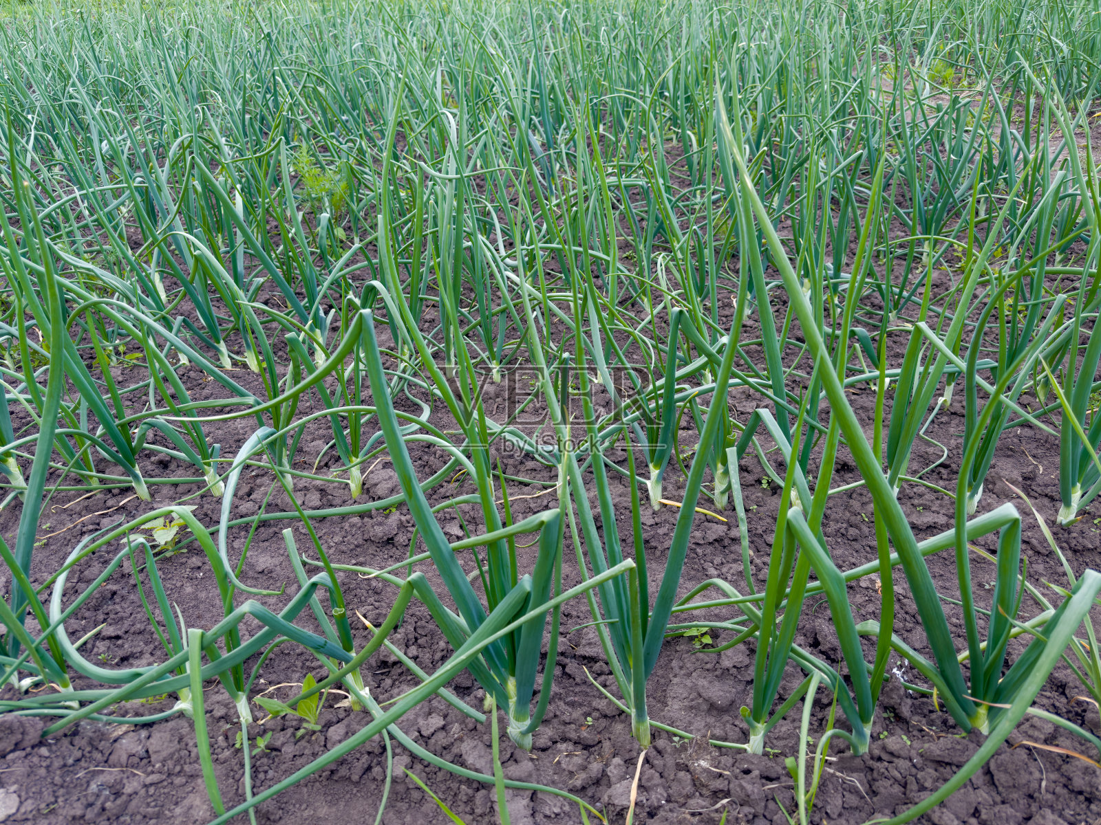 阴天的早晨，小洋葱在地里种植照片摄影图片