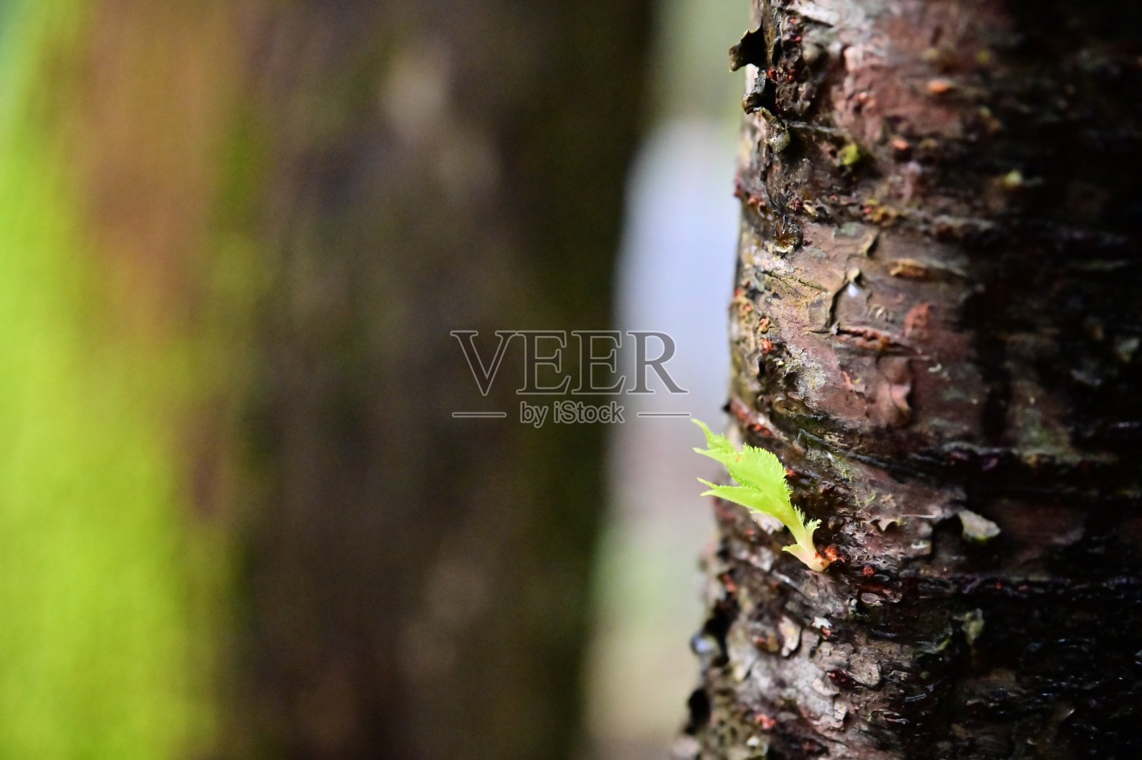 春天的觉醒:樱花盛开照片摄影图片
