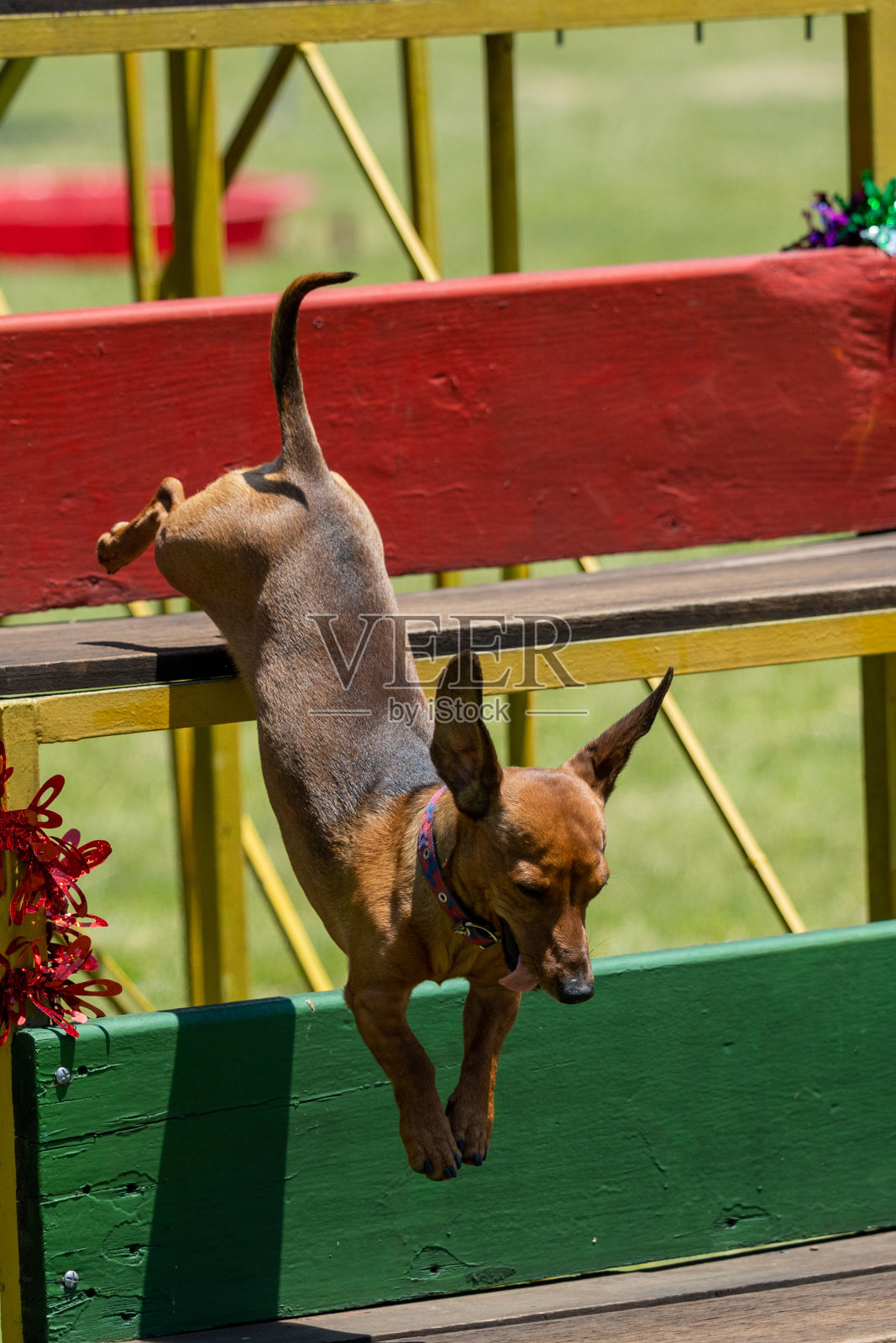 在比勒陀利亚牧羊犬俱乐部，豪登省，南非敏捷比赛的迷你腊肠犬照片摄影图片