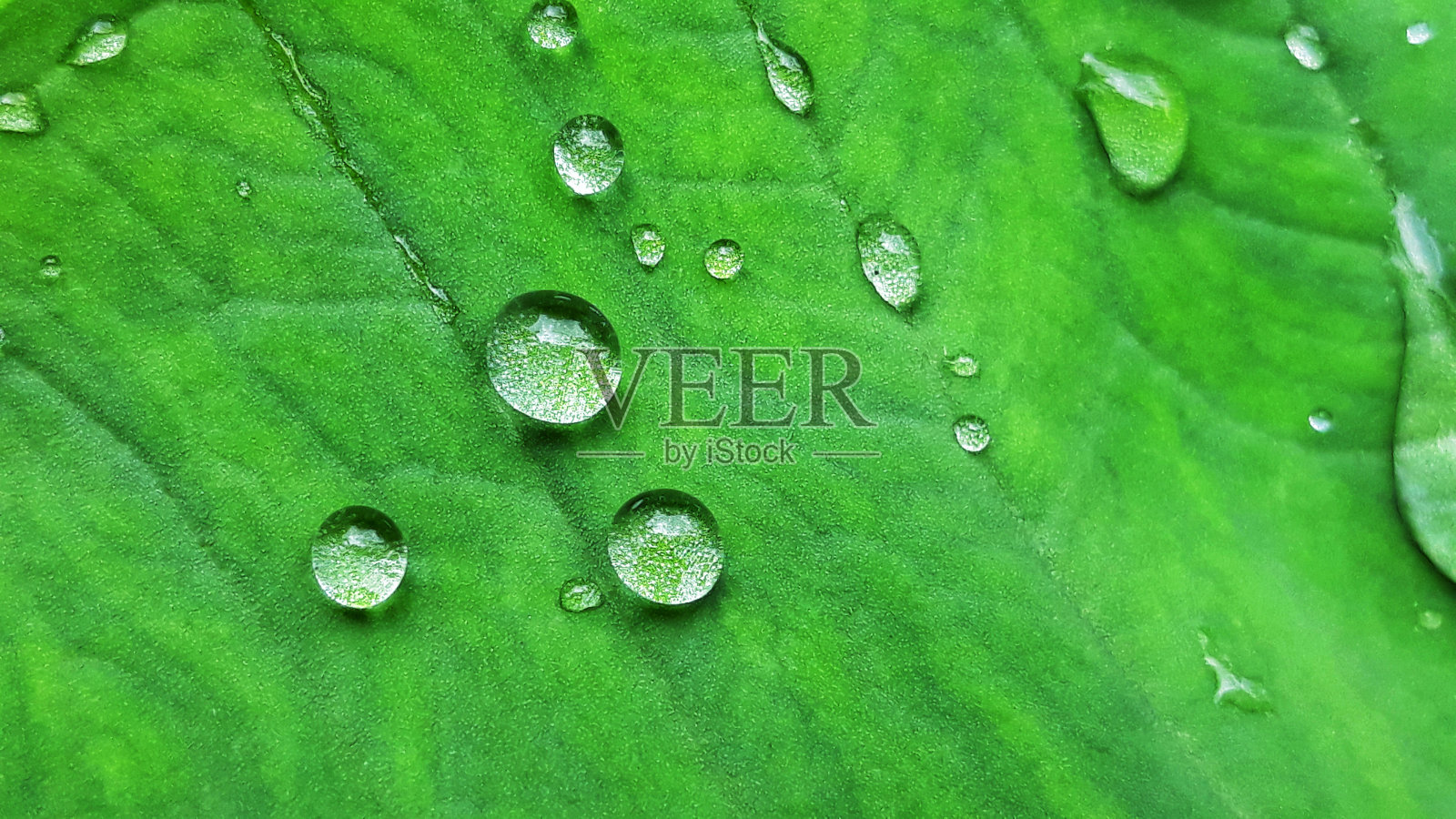 绿叶上的水珠，抽象的背景纹理照片摄影图片