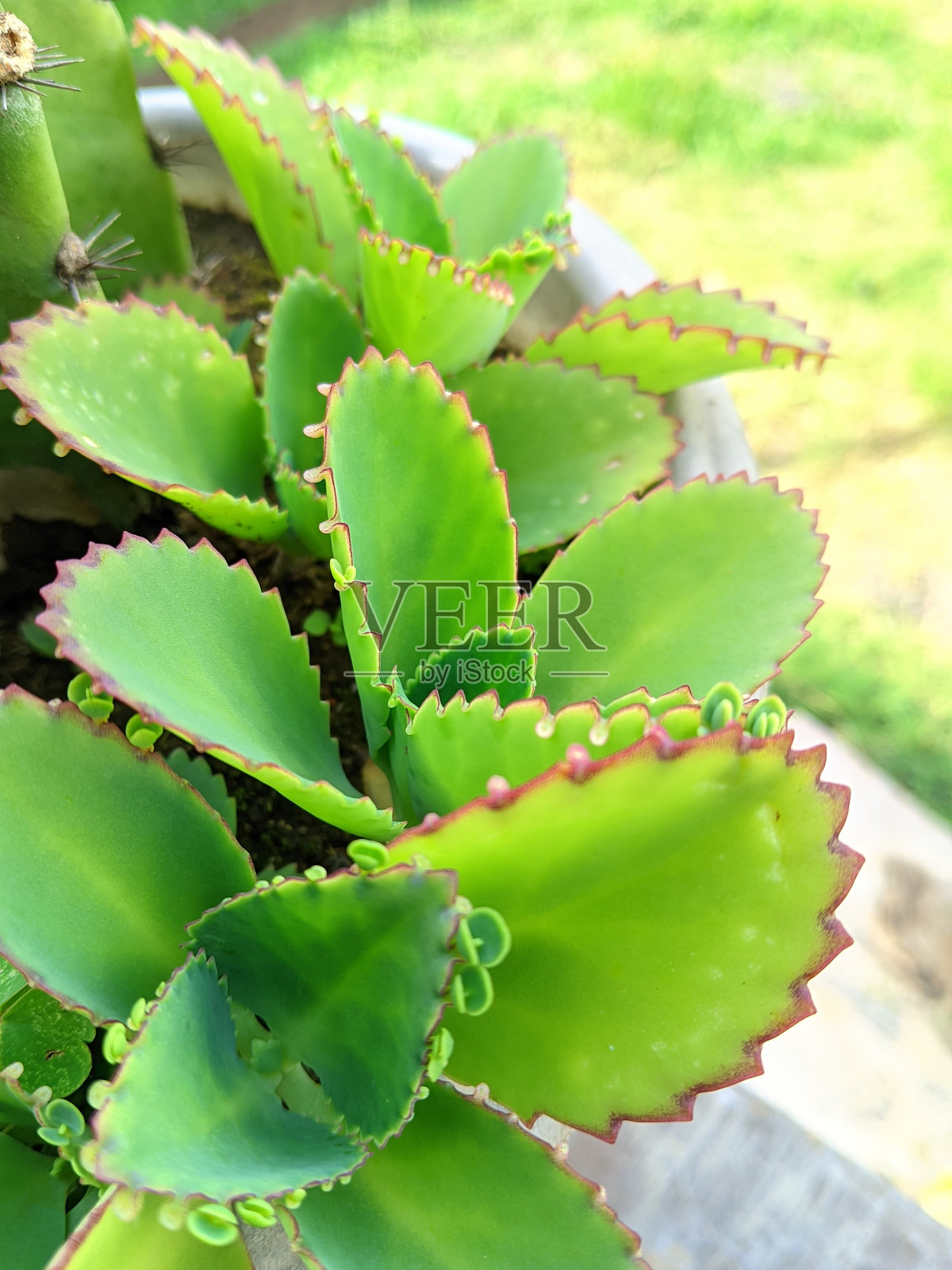 绿叶在锅上的特写照片照片摄影图片