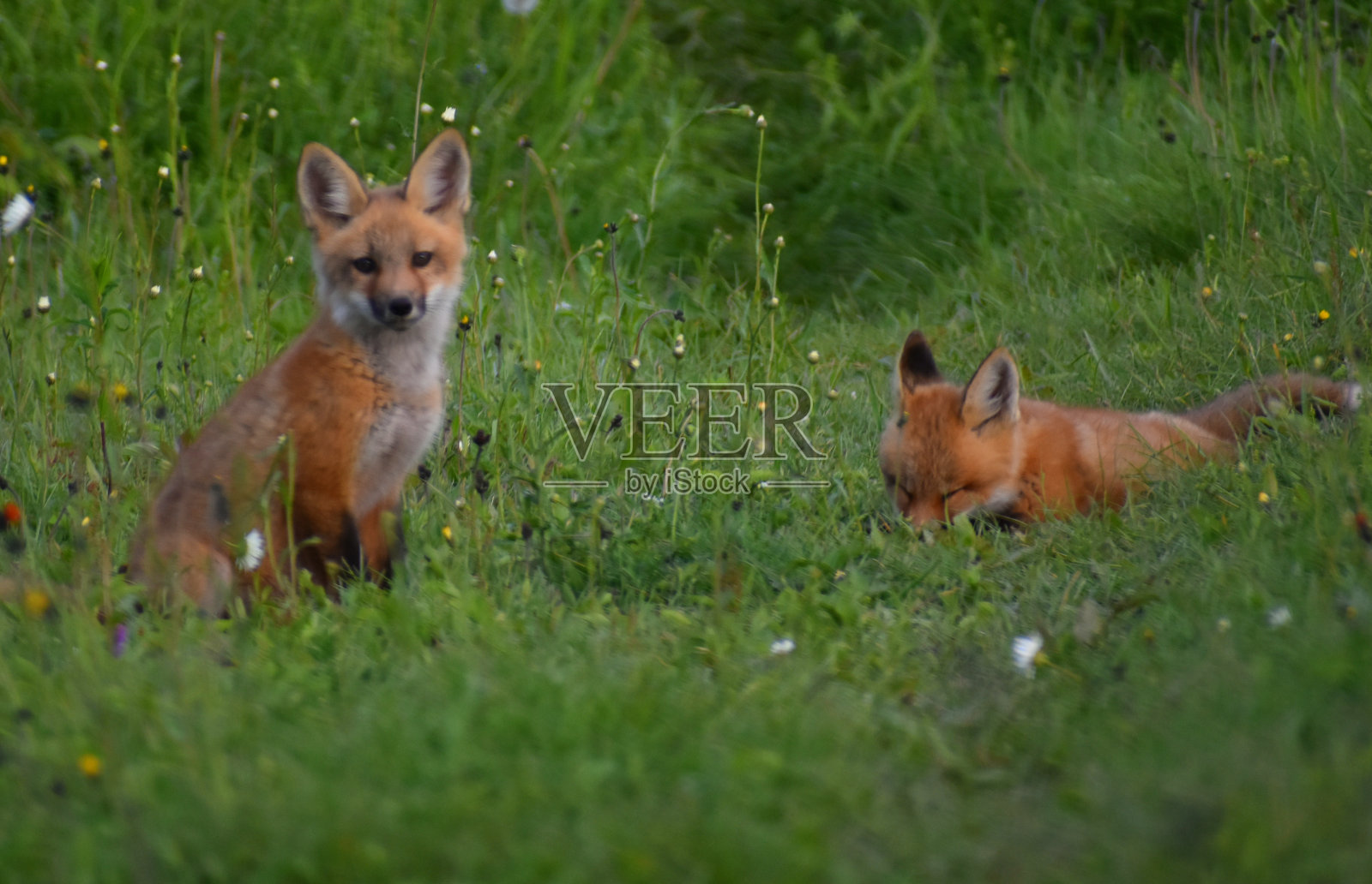 狐狸照片摄影图片