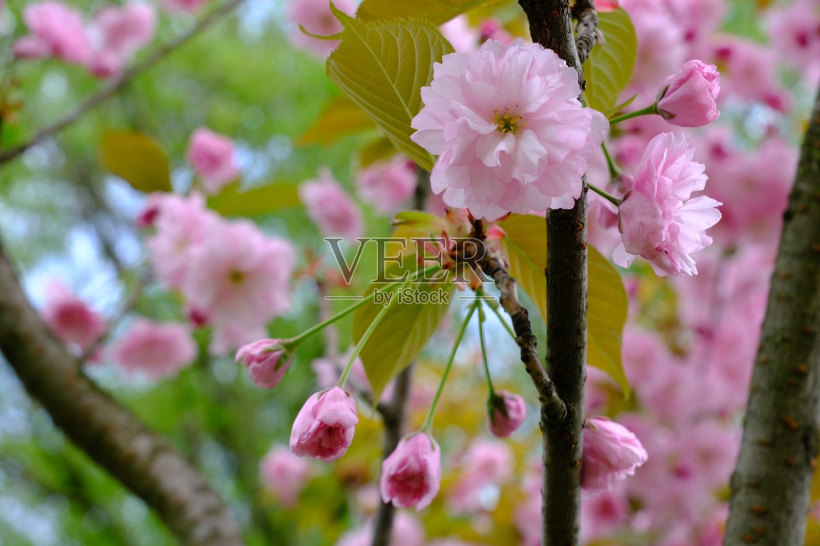李属Serrulata照片摄影图片