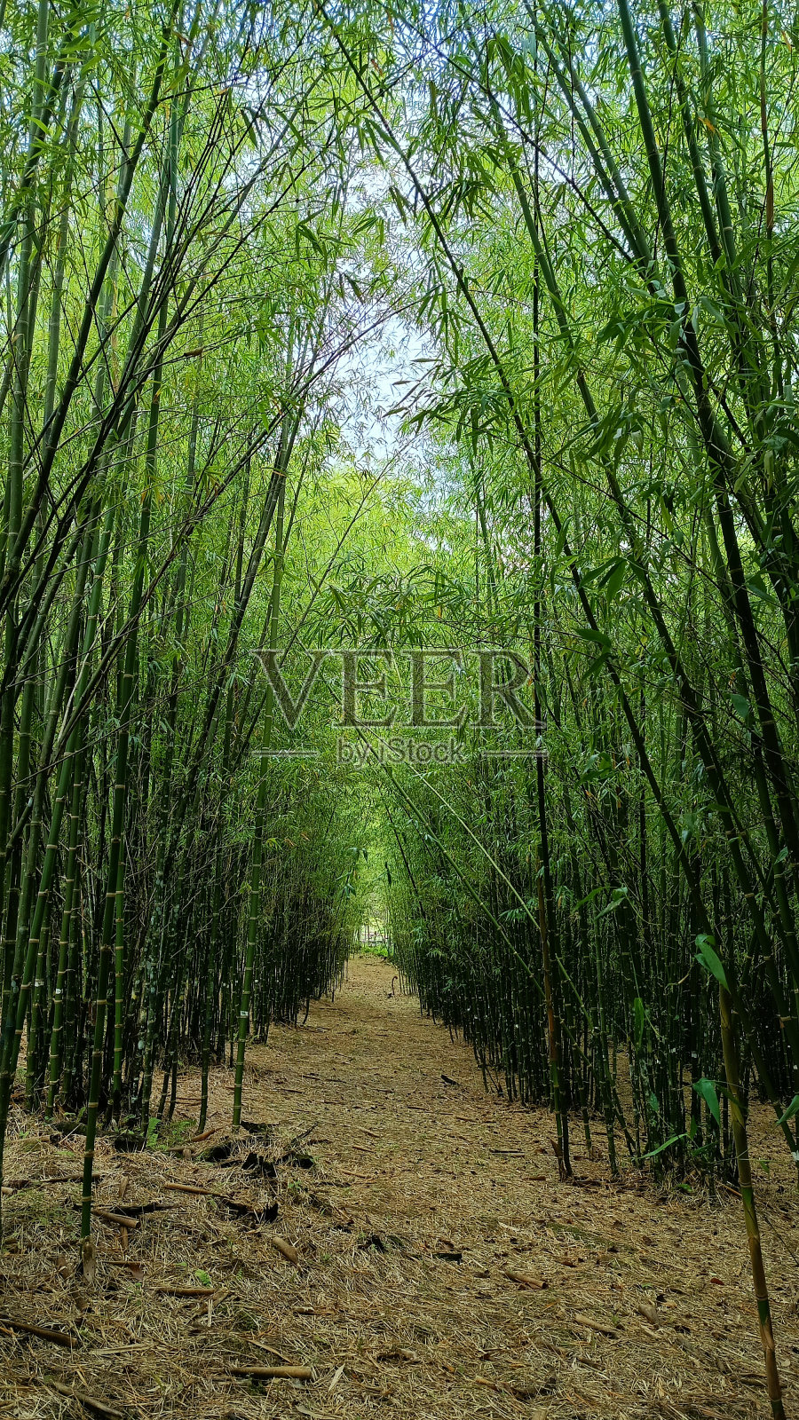 竹巷照片摄影图片