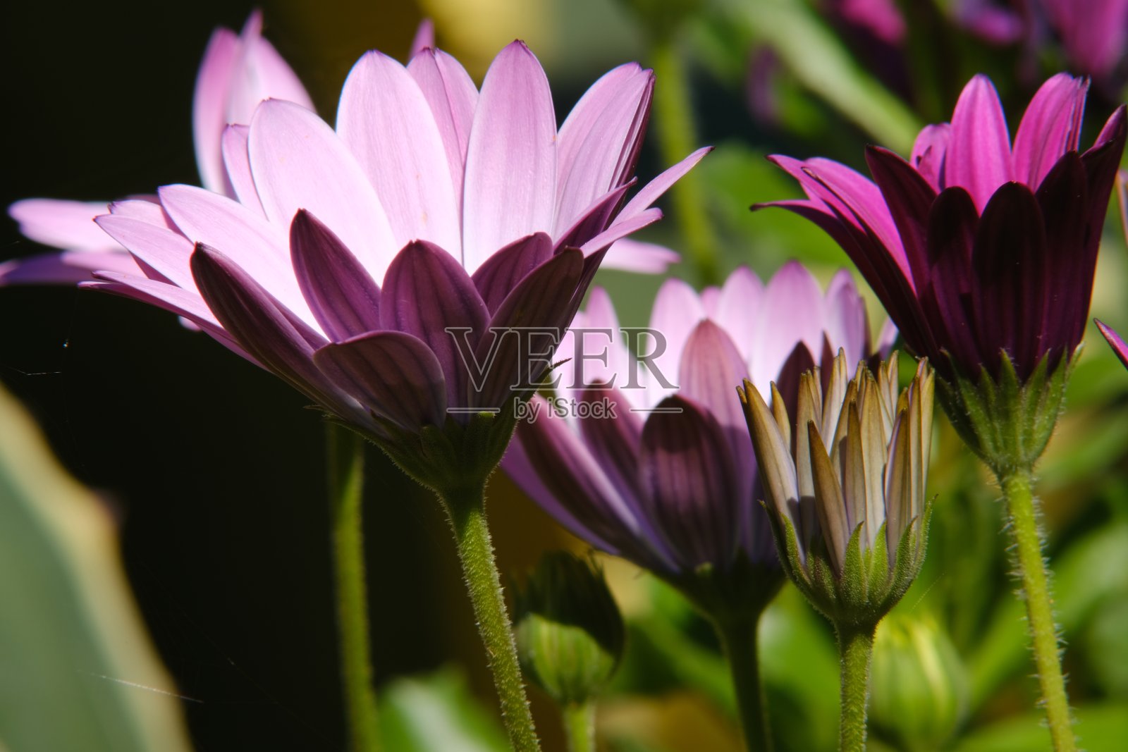 地中海花园中的非洲粉红雏菊(Dimorphotheca pluvialis)。照片摄影图片