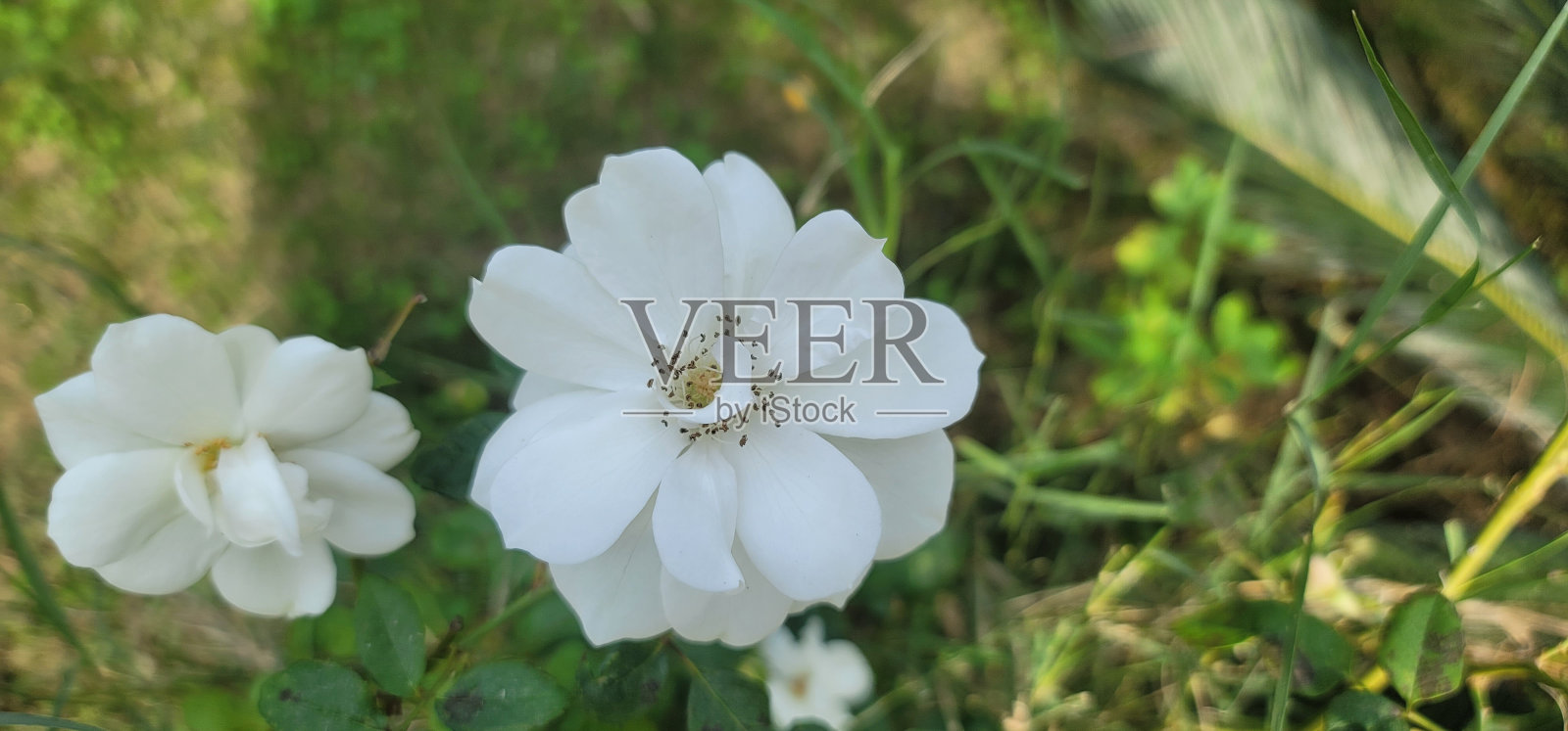 植物和花朵的图像照片摄影图片