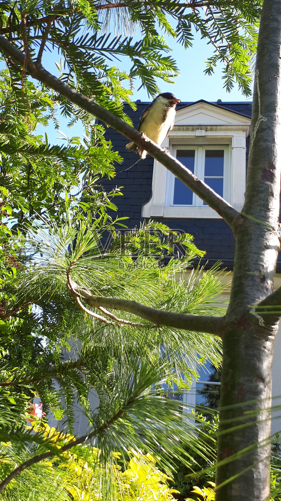 山雀照片摄影图片
