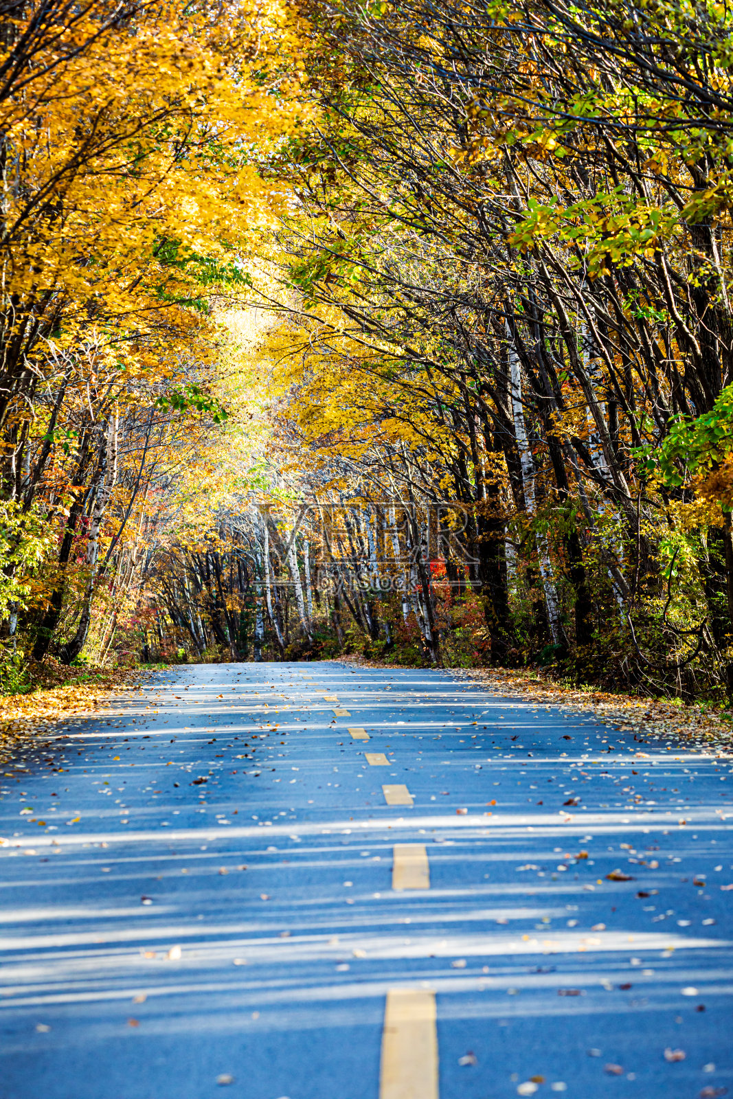 秋天大道照片摄影图片