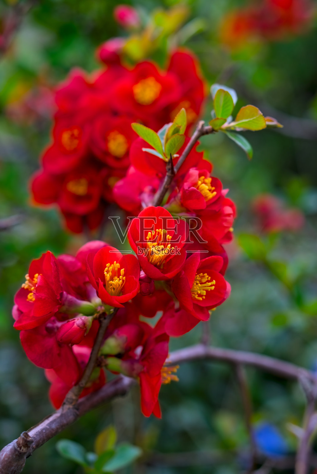 红花特写照片摄影图片