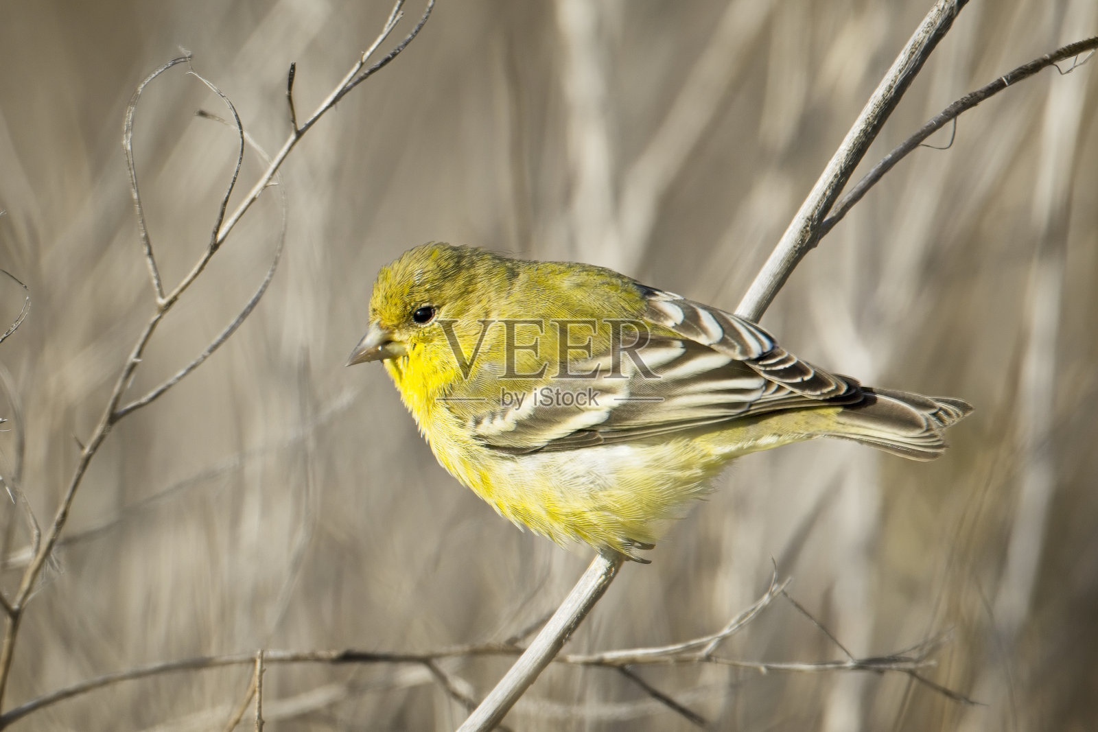 金翅雀栖息在小树枝上。照片摄影图片