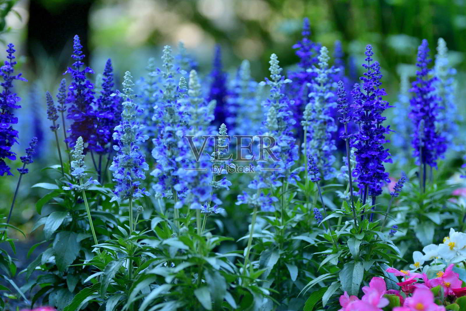 鼠尾草科“维多利亚蓝”/粉杯鼠尾草:兰科开花植物，从晚春到霜冻连续开花照片摄影图片