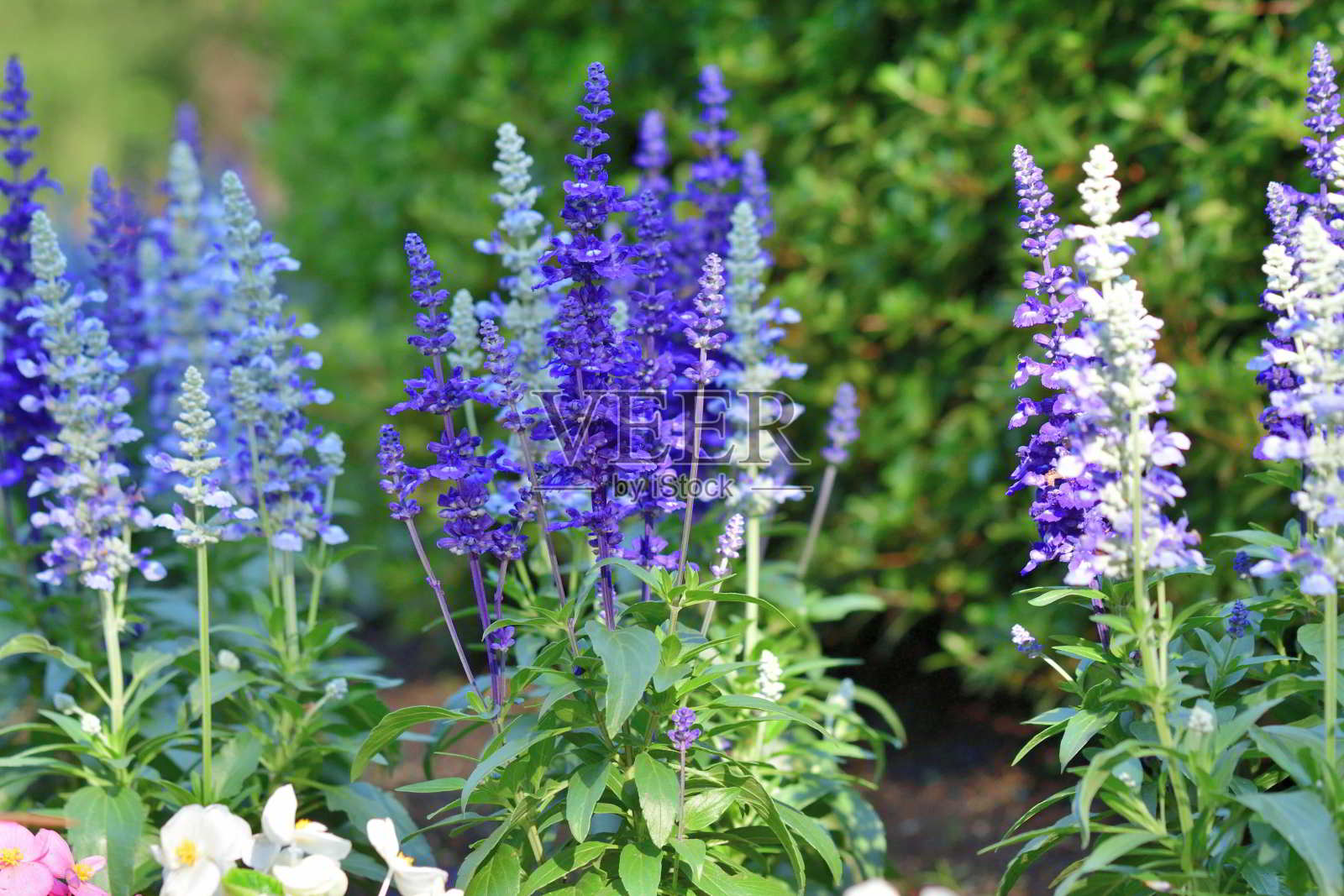 鼠尾草科“维多利亚蓝”/粉杯鼠尾草:兰科开花植物，从晚春到霜冻连续开花照片摄影图片