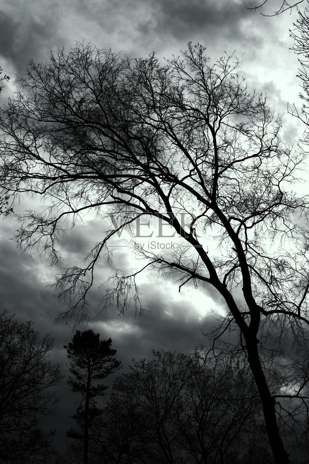 黑与白树照片摄影图片