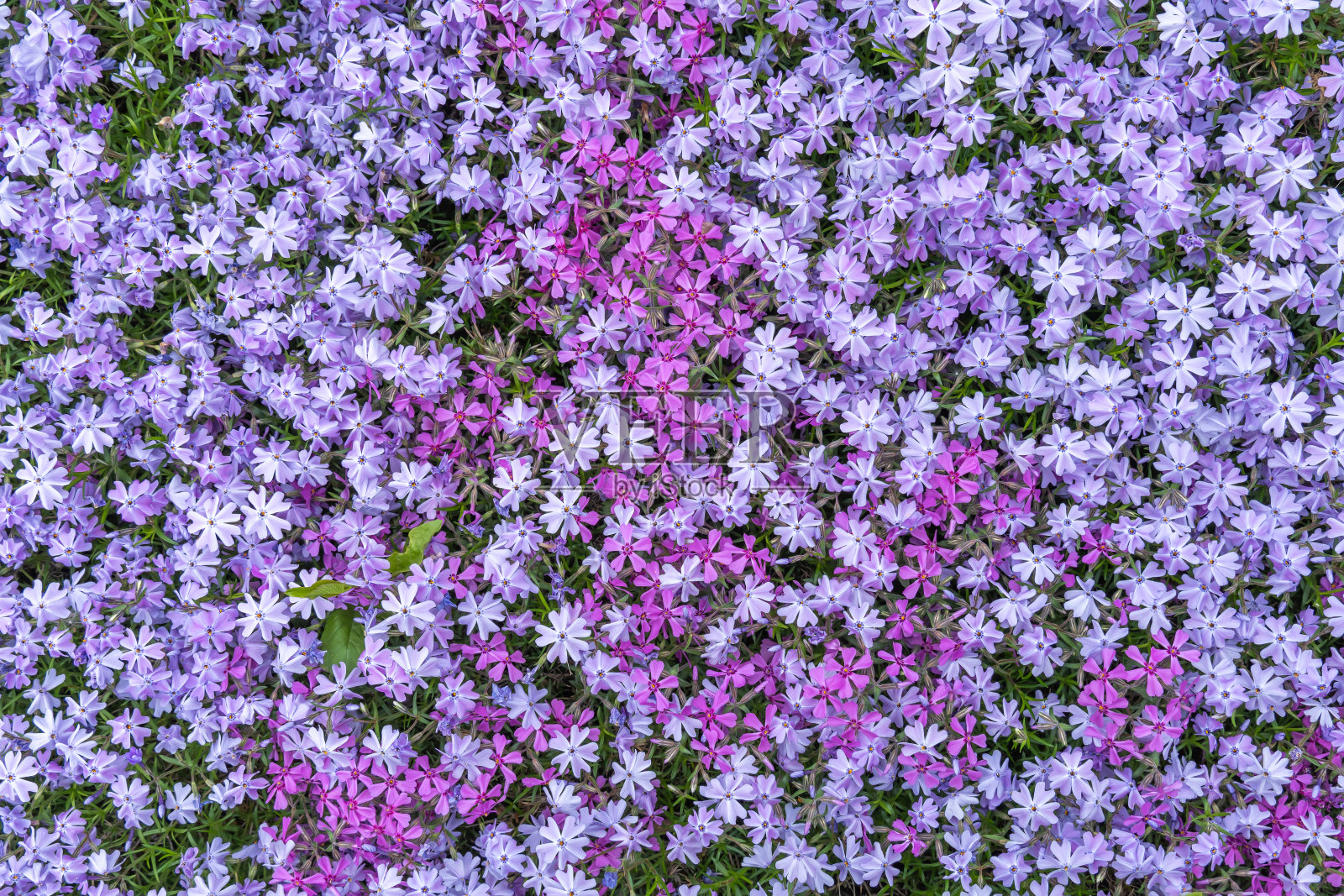 花园中藿香科的紫色和红色夹竹桃钻形花。照片摄影图片