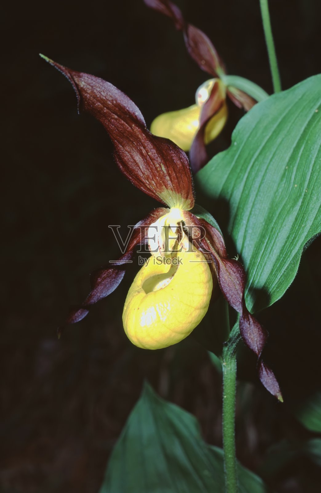 石首兰(cypedium calceolus)花的特写照片摄影图片
