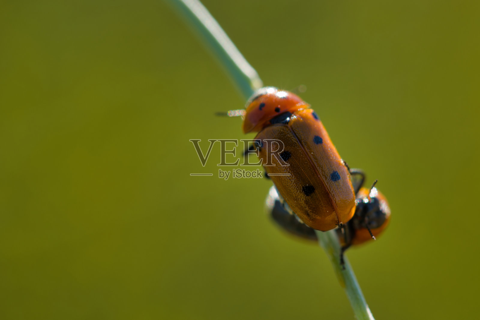 昆虫、动物、自然、特写、动物群、春天、光线、植物、茎、宏观、照片摄影图片
