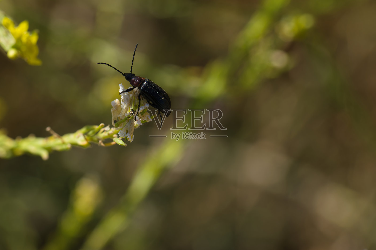 昆虫、动物、自然、特写、动物群、春天、光线、植物、茎、宏观、照片摄影图片