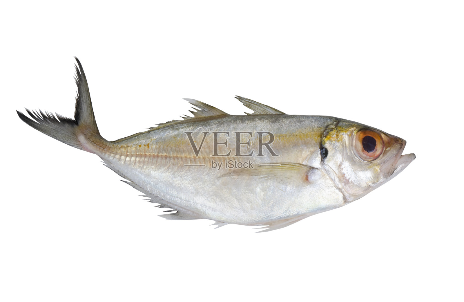 孤立于白色的大眼斑鱼照片摄影图片