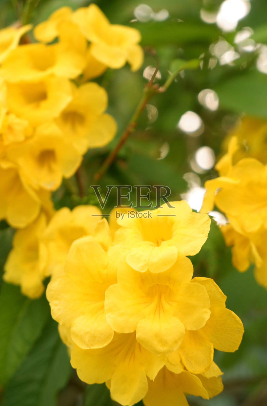 开花黄钟树照片摄影图片