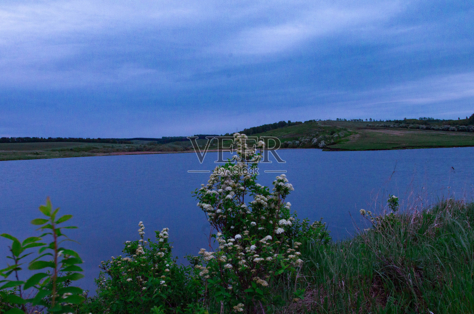 绣线菊丛照片摄影图片