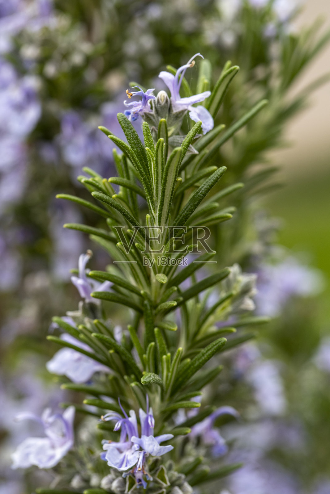 盛开的迷迭香照片摄影图片