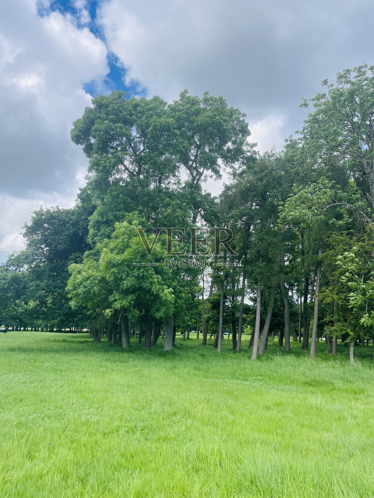 蓝天上绿草如茵照片摄影图片