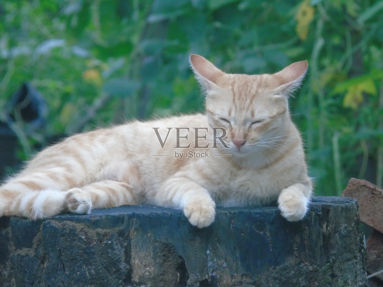 橙色的猫照片摄影图片