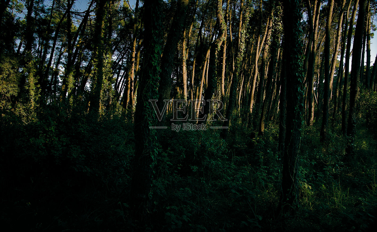 靠近Punta Marina Terme的地区，意大利照片摄影图片