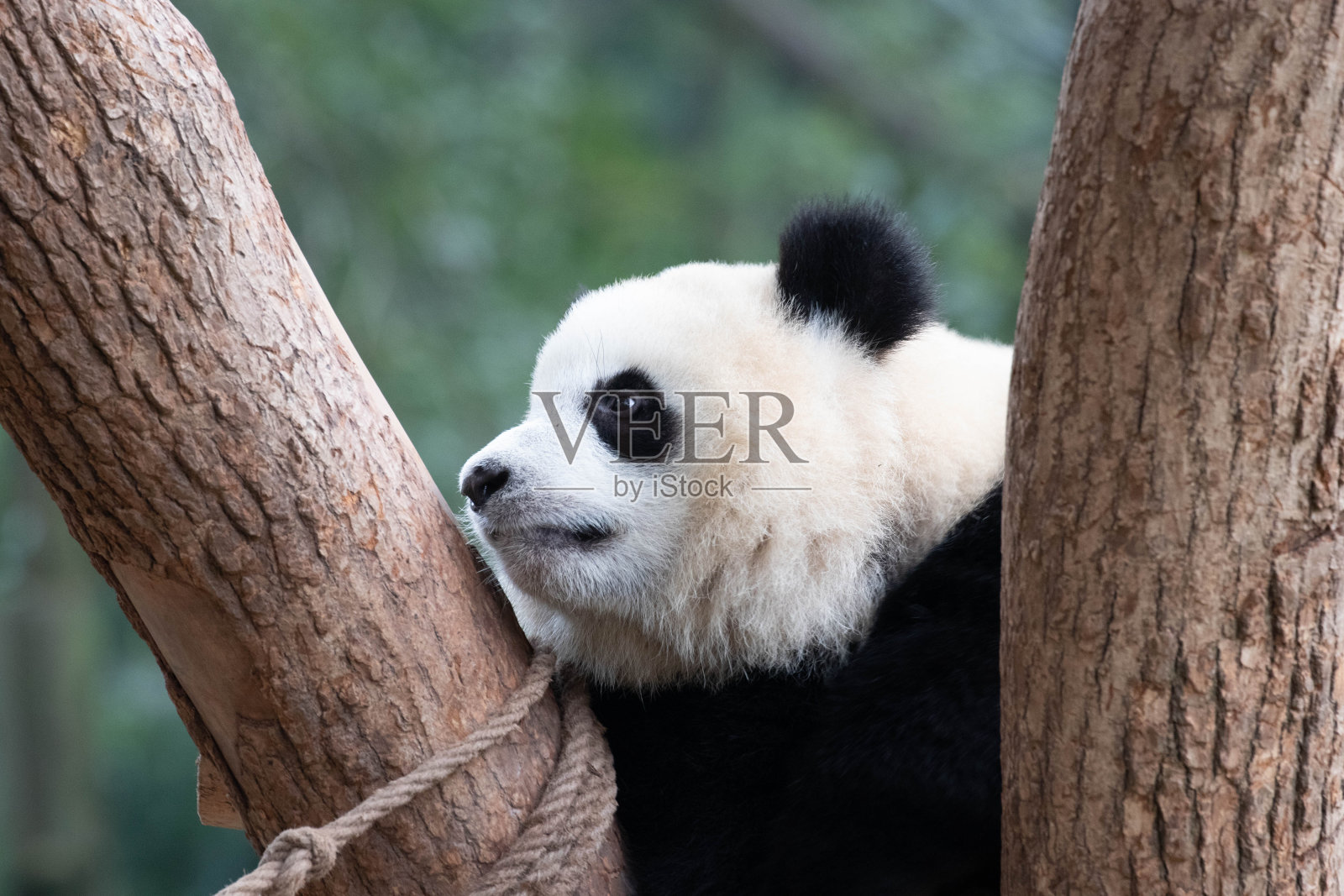 可爱的小熊猫，中国重庆照片摄影图片